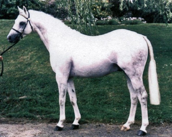 horse Rosevean Sea Fever (British Riding Pony,  , from Rosevean Sea Eagle)