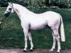 Pferd Rosevean Sea Fever (British Riding Pony,  , von Rosevean Sea Eagle)