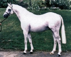 Pferd Rosevean Sea Fever (British Riding Pony,  , von Rosevean Sea Eagle)