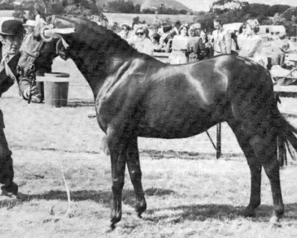 horse Rosevean Merry Mountain (British Riding Pony, 1972, from Bwlch Hill Wind)