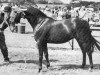 Pferd Rosevean Merry Mountain (British Riding Pony, 1972, von Bwlch Hill Wind)