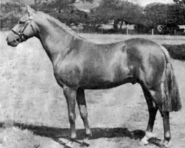stallion Rosevean Sirocco (British Riding Pony, 1963, from Bwlch Zephyr)