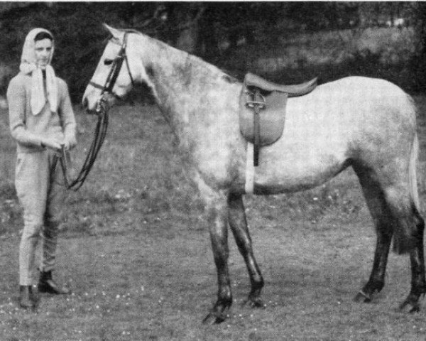 broodmare Bwlch Minuet (Welsh-Pony (Section B), 1955, from Bwlch Valentino)