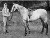 Zuchtstute Bwlch Minuet (Welsh Pony (Sek.B), 1955, von Bwlch Valentino)