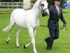 Deckhengst Rosevean Sea Eagle (British Riding Pony, 1981, von Rosevean Eagle's Hill)