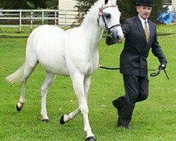 stallion Rosevean Sea Eagle (British Riding Pony, 1981, from Rosevean Eagle's Hill)