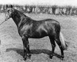 Pferd Rosevean Sea Pigeon (British Riding Pony, 1984, von Rosevean Sea Eagle)