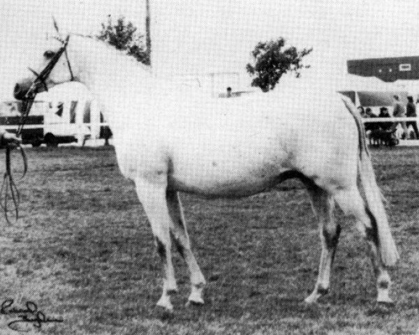 Zuchtstute Rosevean Gypsy Moth (British Riding Pony, 1975, von Bwlch Zephyr)