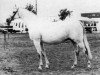 Zuchtstute Rosevean Gypsy Moth (British Riding Pony, 1975, von Bwlch Zephyr)