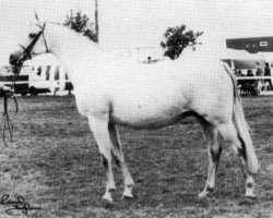 broodmare Rosevean Gypsy Moth (British Riding Pony, 1975, from Bwlch Zephyr)