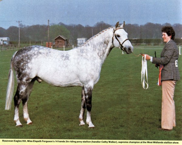 stallion Rosevean Eagle's Hill (British Riding Pony, 1975, from Bwlch Hill Wind)