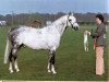 stallion Rosevean Eagle's Hill (British Riding Pony, 1975, from Bwlch Hill Wind)