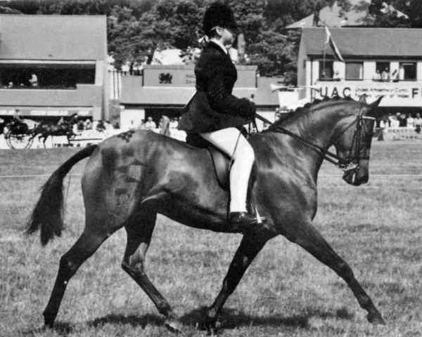 horse Oakley Loving Free (British Riding Pony, 1979, from Oakley (C) Bubbling Spring)