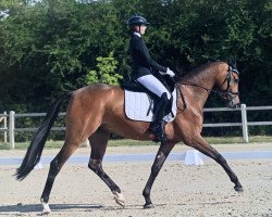 dressage horse Fürstenball's Faithy (Oldenburg, 2018, from Fürstenball)