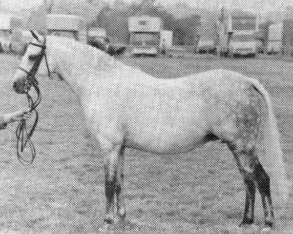 broodmare Bridesmaid Of Rosevean (British Riding Pony, 1972, from Bwlch Hill Wind)