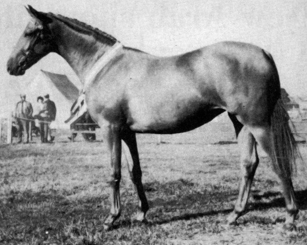 Zuchtstute Rosevean Signet Ring (British Riding Pony, 1971, von Gems Signet)