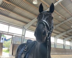 dressage horse Benjamino (Austrian Warmblood, 2016, from Bon Coeur)