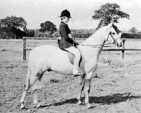 Pferd Oakley Bubbling Patrick (British Riding Pony, 1973, von Bwlch Valentino)
