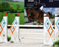 jumper Dorothy DH Z (Zangersheide riding horse, 2012, from Donckervoort Dh)