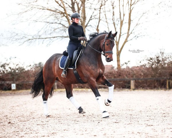 dressage horse Roberto Cavalli 7 (Rhinelander, 2018, from Royal Doruto OLD)