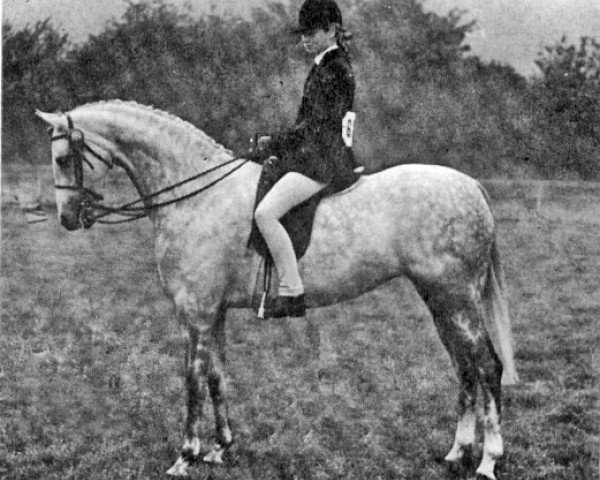 Zuchtstute Oakley Babette (British Riding Pony, 1969, von Bwlch Valentino)
