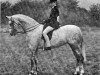 broodmare Oakley Babette (British Riding Pony, 1969, from Bwlch Valentino)