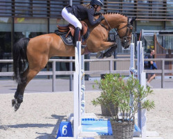 jumper Ribero (Belgian Warmblood, 2017, from Echo van het Neerenbosch)