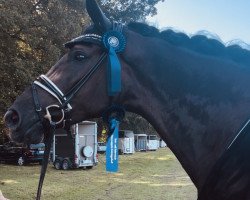 dressage horse Räuberbraut Db (Westphalian, 2016, from Real Grandios)