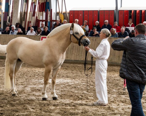 broodmare Rånna Halsnæs (Fjord Horse, 2011, from Rånn N.2659)