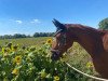 broodmare Whoopie Gold (German Sport Horse, 2017, from Zinedine)