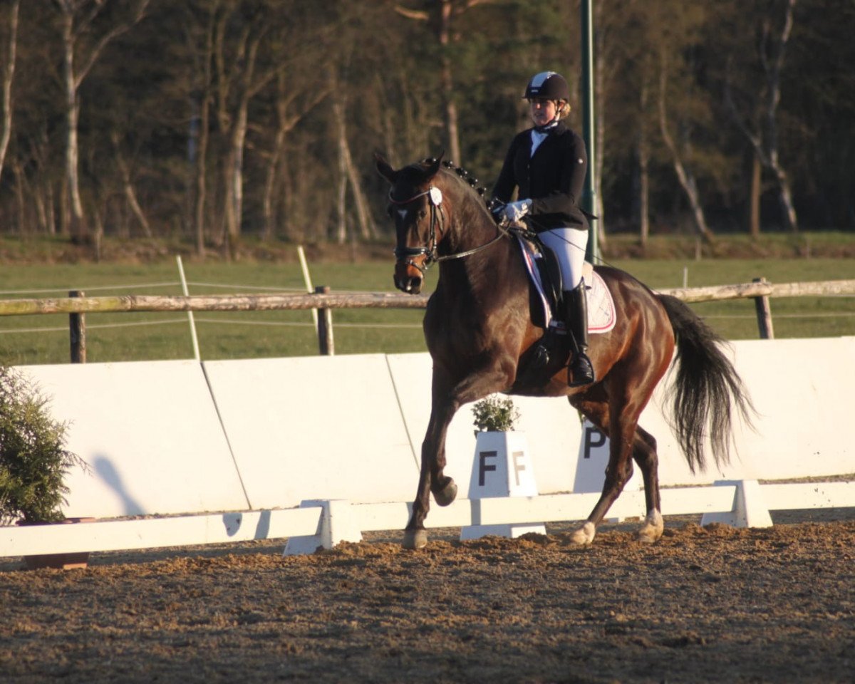 dressage horse Loreley´s Herzensspiel (Hanoverian, 2014, from Londontime)