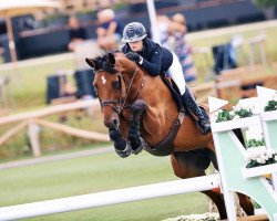 jumper Irish Coffee (KWPN (Royal Dutch Sporthorse), 2013, from Sisley de La Tour Vidal)