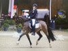 dressage horse Bonjour (German Riding Pony, 2005, from Bazooka)