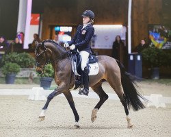 dressage horse Bonjour (German Riding Pony, 2005, from Bazooka)