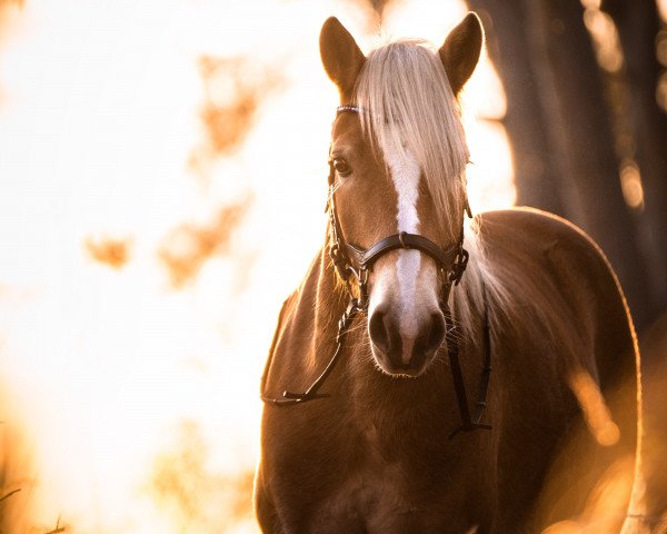 dressage horse Aurelius 39 (Haflinger, 2016, from Armando)