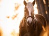 dressage horse Aurelius 39 (Haflinger, 2016, from Armando)