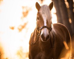 dressage horse Aurelius 39 (Haflinger, 2016, from Armando)