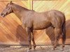 stallion Kerbella ox (Arabian thoroughbred, 1992, from Kesberoy ox)