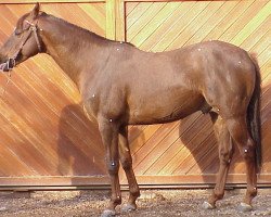 stallion Kerbella ox (Arabian thoroughbred, 1992, from Kesberoy ox)