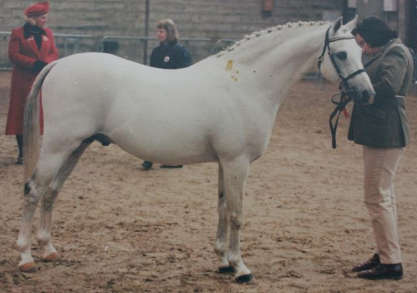 stallion Rowden Last of the Eagles (British Riding Pony, 1987, from Rosevean Eagle's Hill)