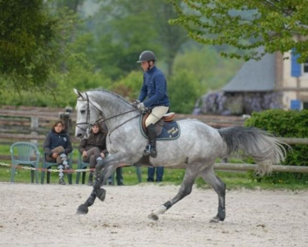Deckhengst Ensor van de Heffinck (Belgisches Warmblut, 2004, von Clinton)