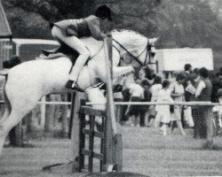 Pferd Orielton Moonstrike (British Riding Pony, 1974, von Cusop Dignity)