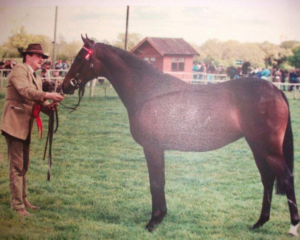 Zuchtstute Ninfield Millionairess (British Riding Pony, 1993, von Ninfield Millionair)