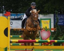 dressage horse Quina Sarita (Edelbluthaflinger, 2001, from Wintertraum (15,625% ox))