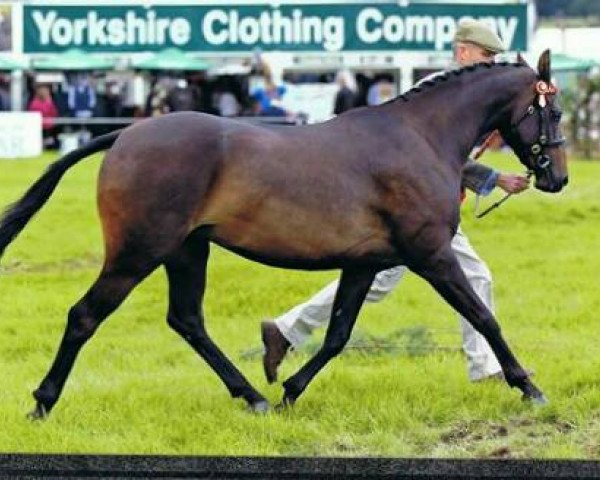 horse Rotherwood Glamour Puss (British Riding Pony, 2011, from Pickmere Sirocco)