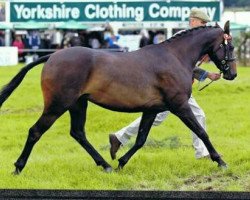 Pferd Rotherwood Glamour Puss (British Riding Pony, 2011, von Pickmere Sirocco)