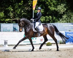 dressage horse Escalino 3 (Westphalian, 2014, from Escolar)