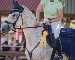 jumper C'Est La Vie 197 (Hanoverian, 2013, from Campus 25)