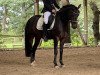 dressage horse Davinchi 3 (German Riding Pony, 2011, from Dutchman's Lord)