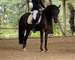 Dressurpferd Davinchi 3 (Deutsches Reitpony, 2011, von Dutchman's Lord)